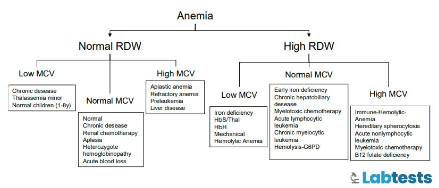 classification of disorders using RDW (CV) and MCV in anemia flow chart image