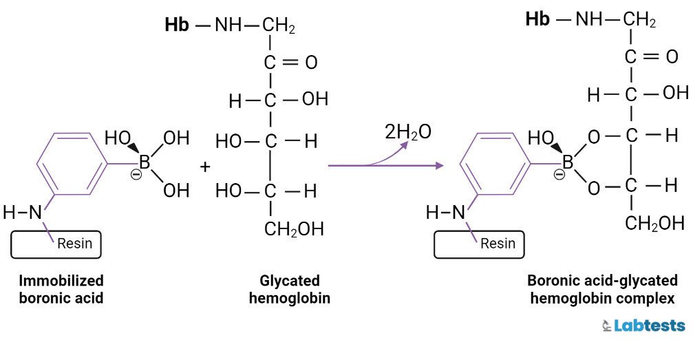 chain Reaction of Glycated hemoglogbin (GHb) with immobilized acid