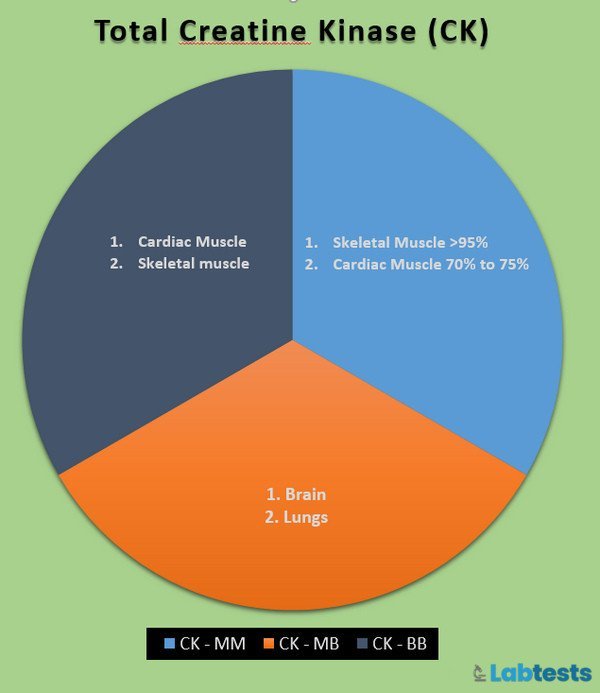 total Creatine kinase (CPK/CK) pie diagram